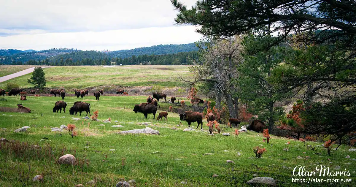 Bison in Custer State Park.